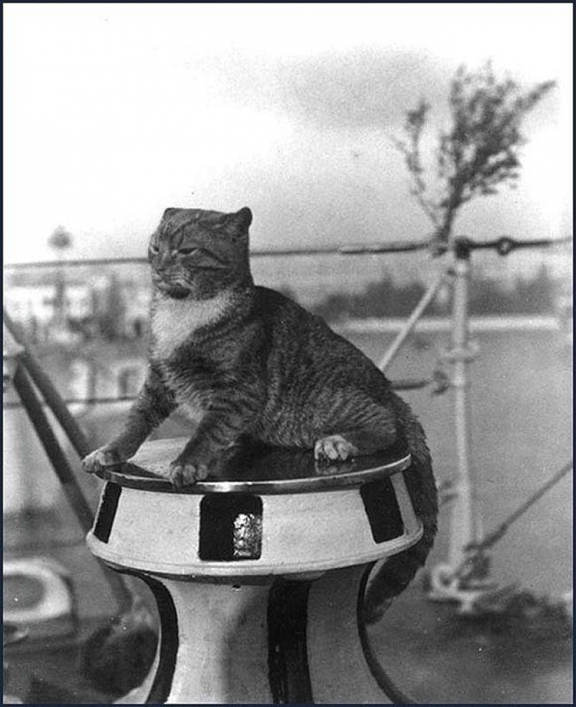 As cat walked into the sea As cat walked into the sea