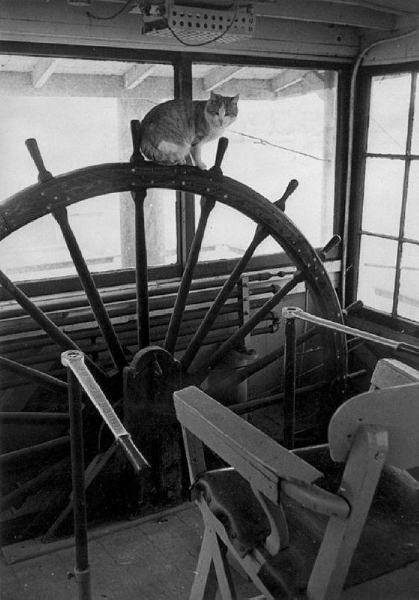 As cat walked into the sea As cat walked into the sea