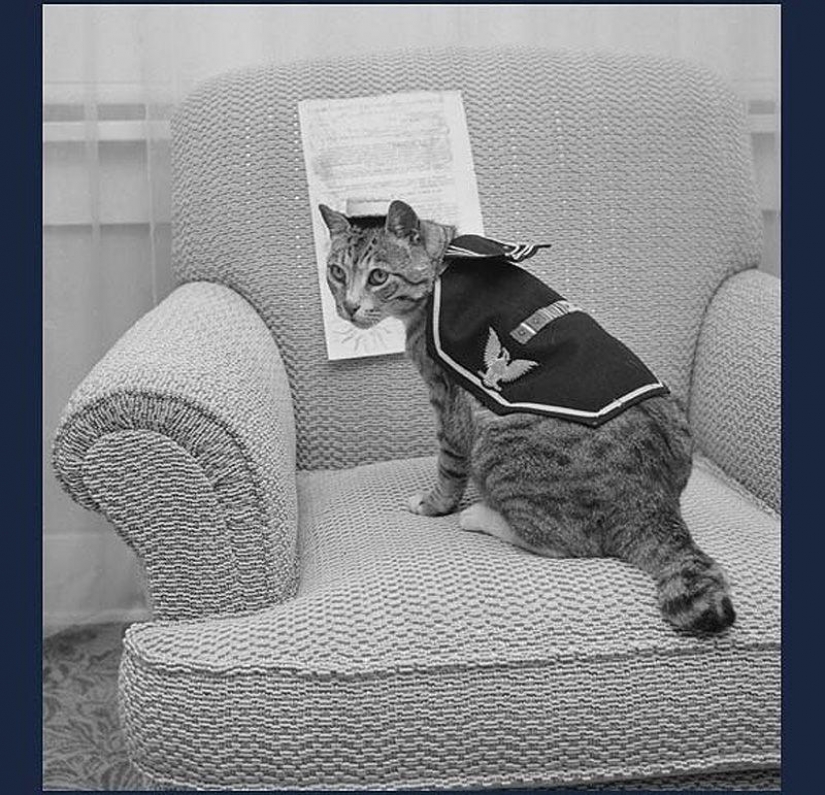 As cat walked into the sea As cat walked into the sea