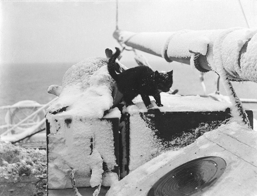 As cat walked into the sea As cat walked into the sea