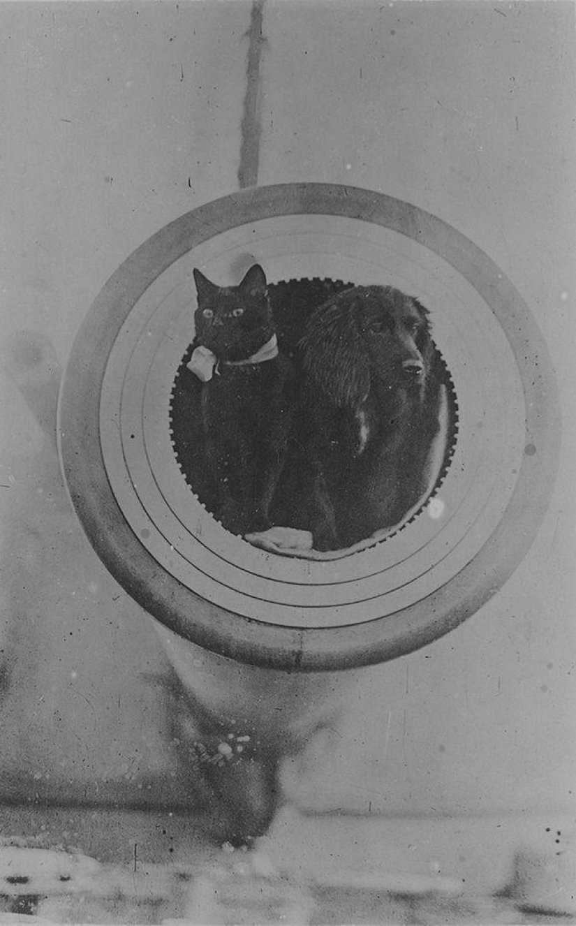 As cat walked into the sea As cat walked into the sea