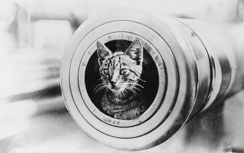 As cat walked into the sea As cat walked into the sea