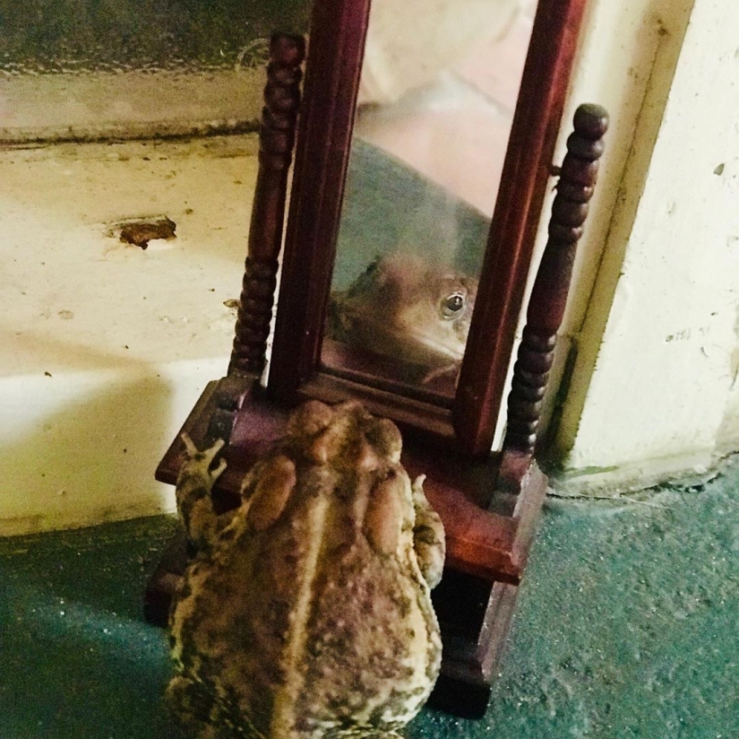 Así que esperó a que: sapo Toby es una estrella en ascenso de la Internet