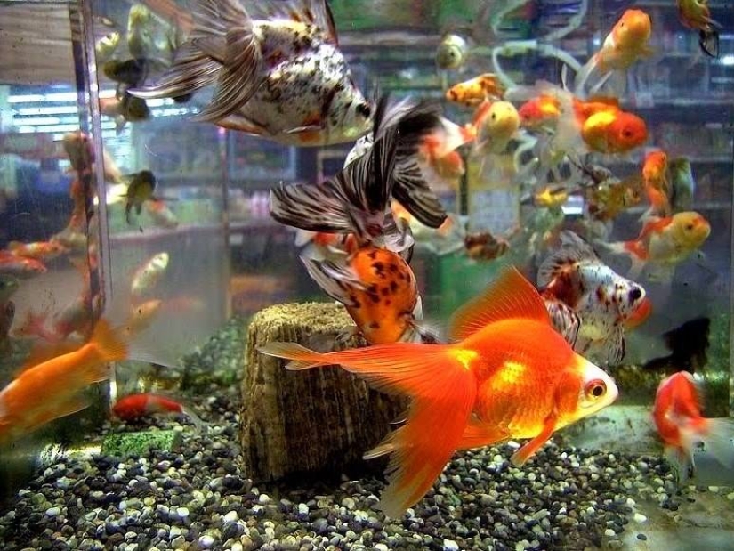 Asesino del acuario, o no ofendas a los más pequeños