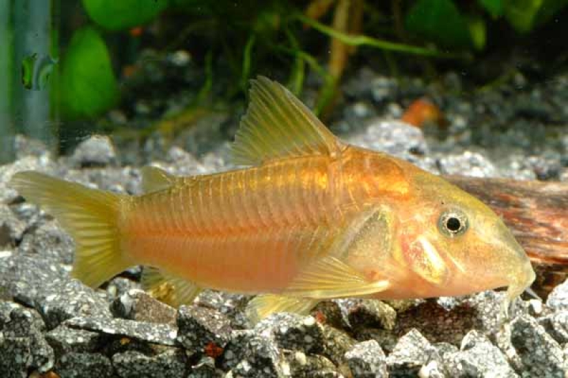 Asesino del acuario, o no ofendas a los más pequeños