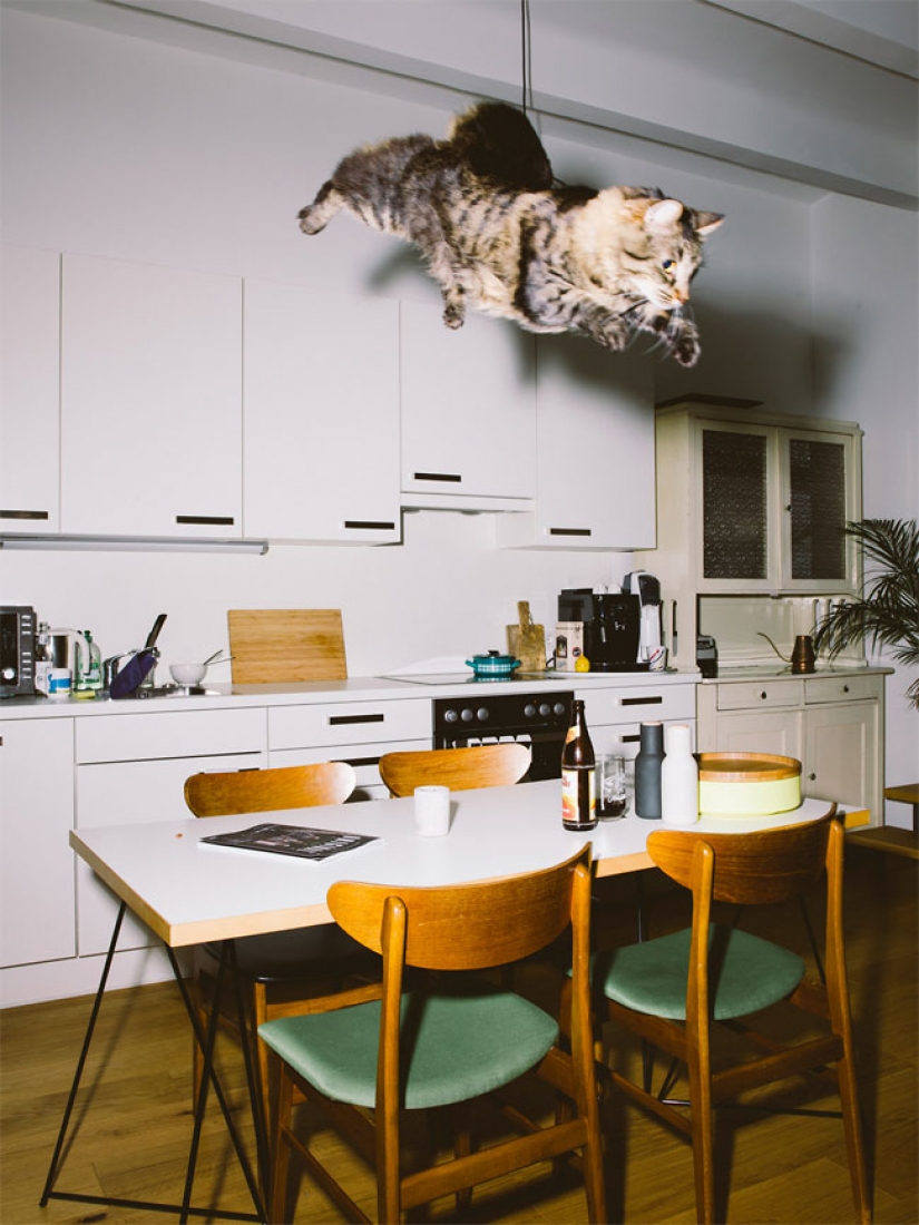 Austrian photographer takes a flying cats Austrian photographer takes a flying cats