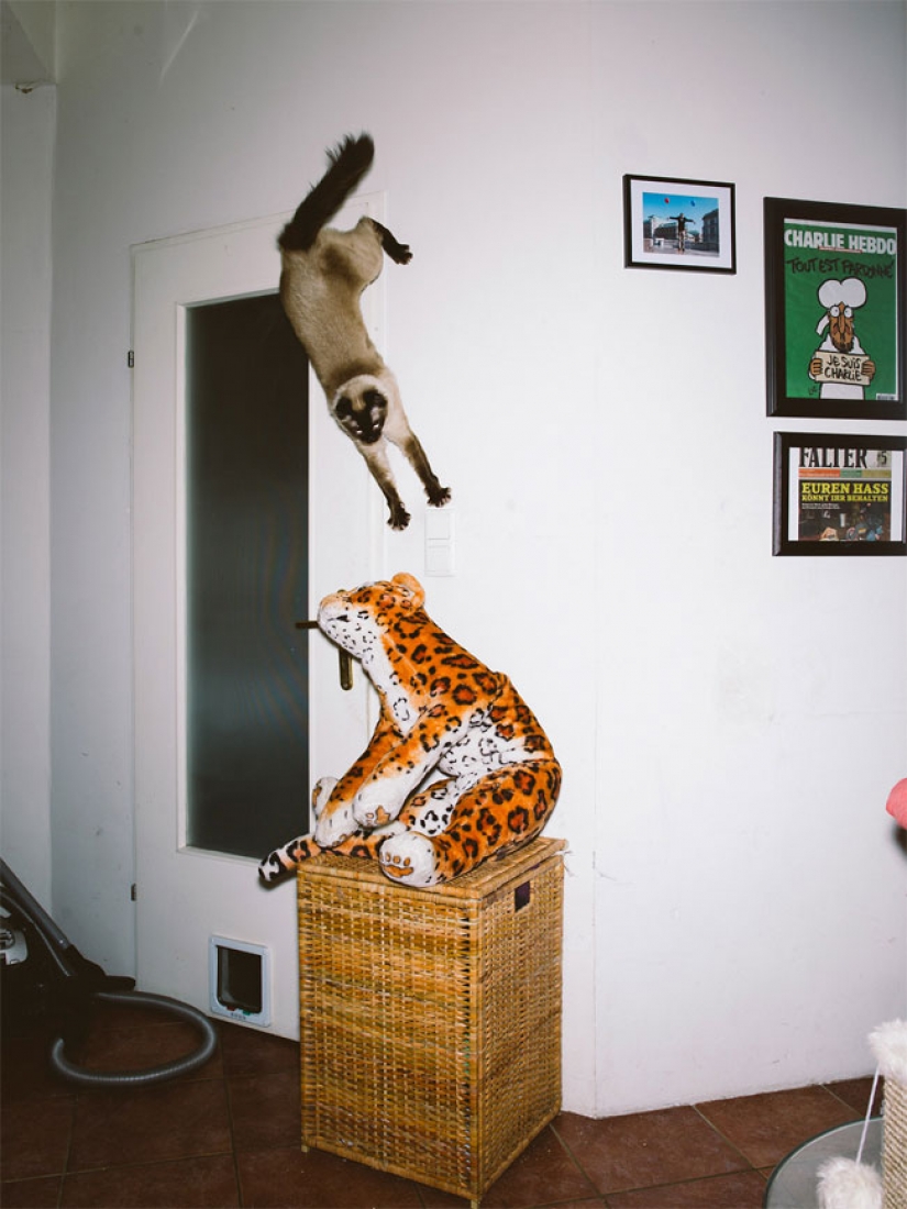 Austrian photographer takes a flying cats Austrian photographer takes a flying cats