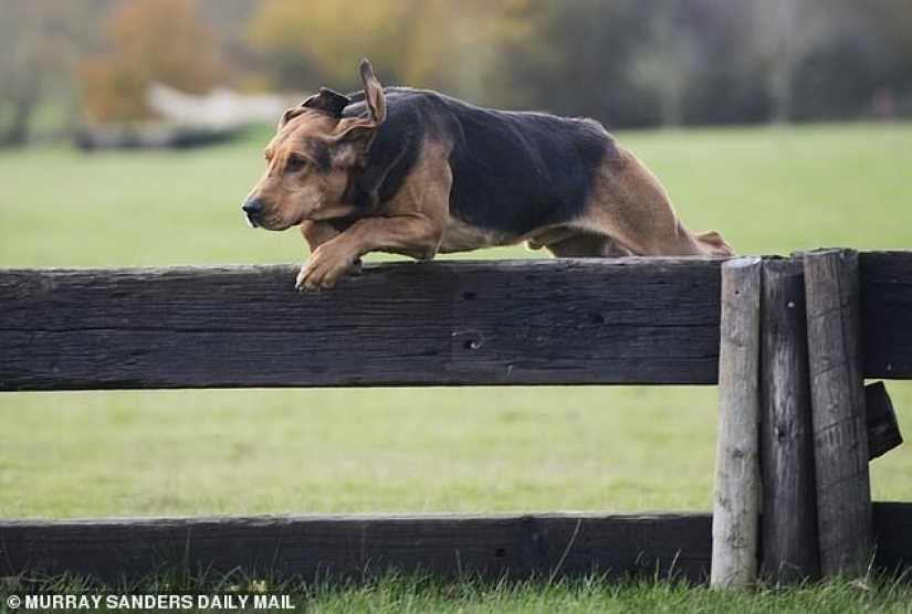Banned in Britain, fox hunting has been replaced by hunting ... a person Banned in Britain, fox hunting has been replaced by hunting ... a person
