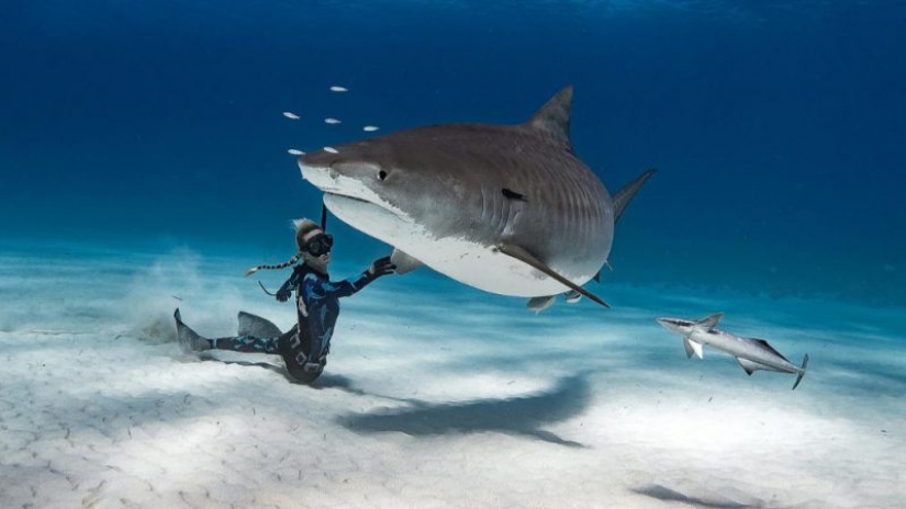 Beauty and the Beast: how a brave model from Hawaii saves white sharks