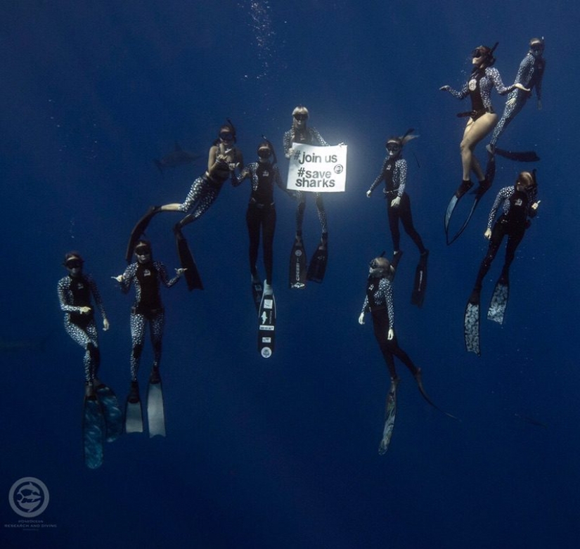 Beauty and the Beast: how a brave model from Hawaii saves white sharks