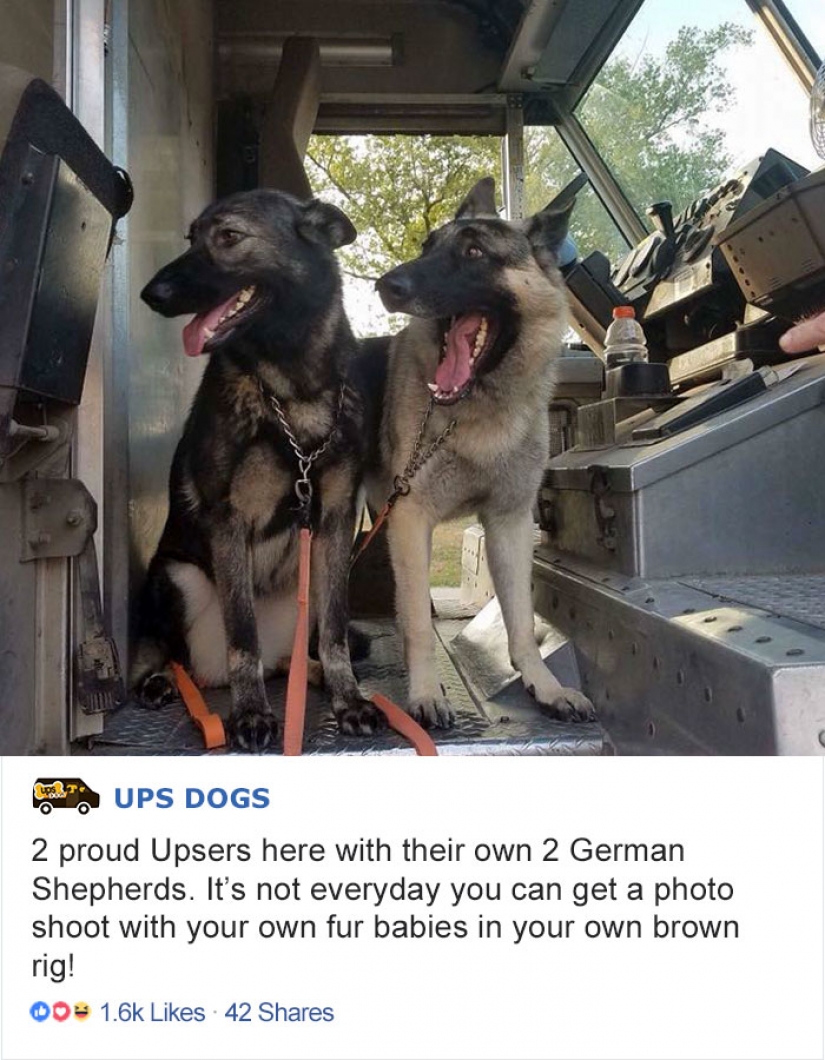 Best Pen pal: how dogs meet american postmen