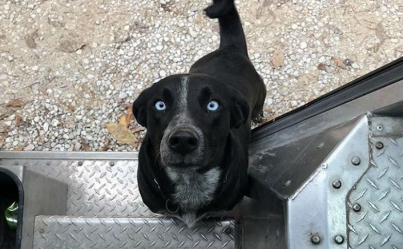 Best Pen pal: how dogs meet american postmen