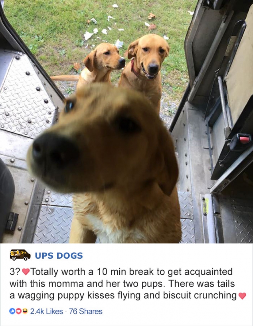 Best Pen pal: how dogs meet american postmen