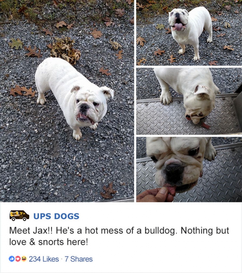 Best Pen pal: how dogs meet american postmen