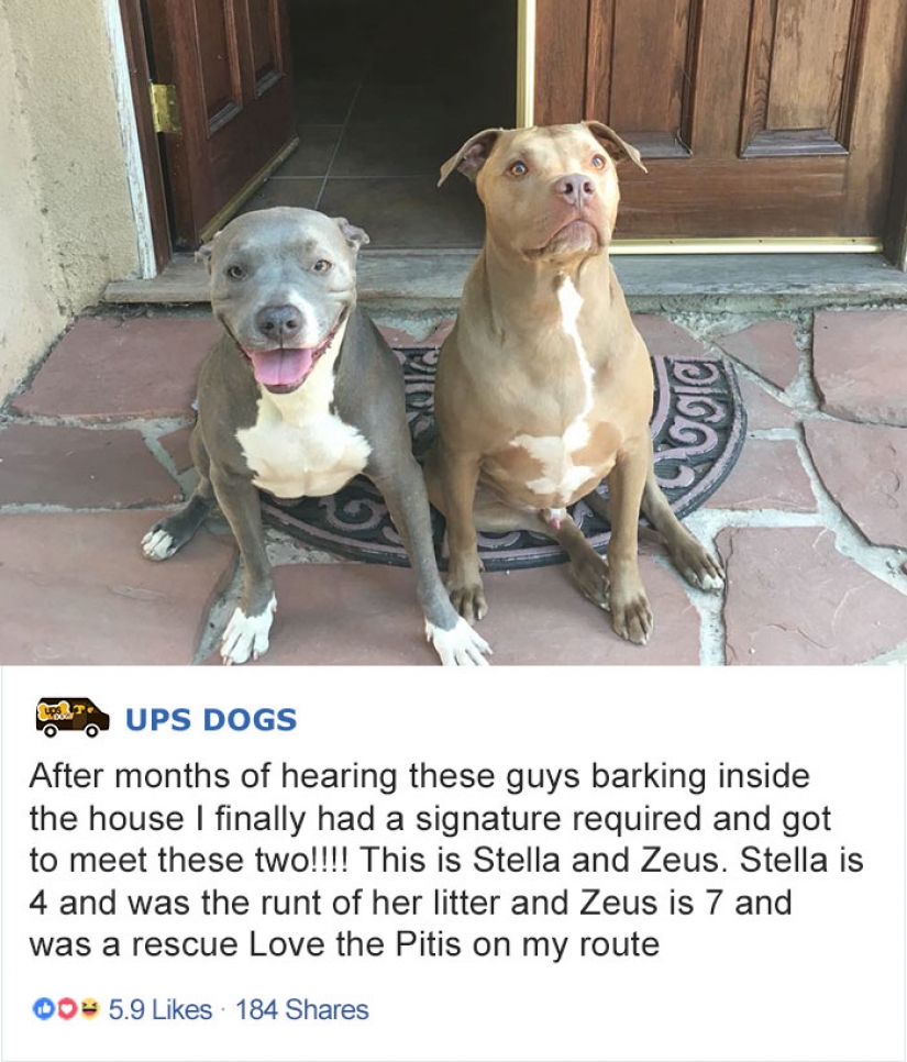 Best Pen pal: how dogs meet american postmen