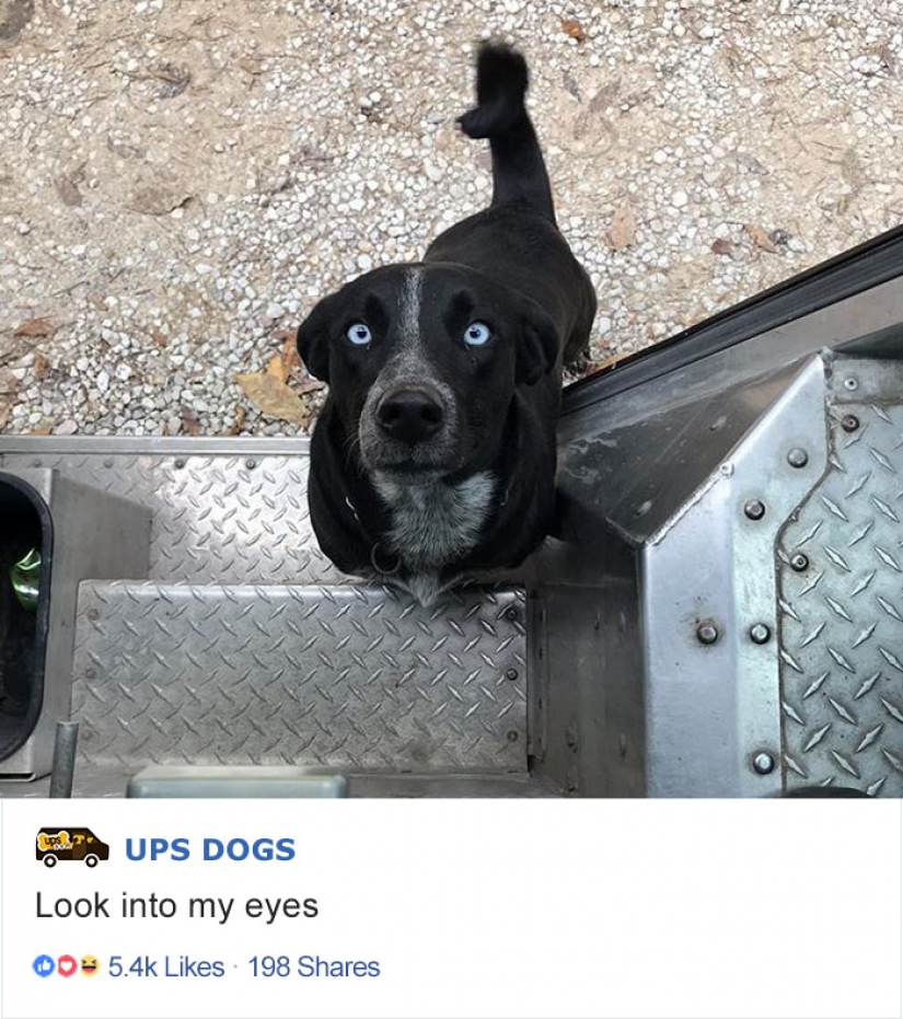 Best Pen pal: how dogs meet american postmen
