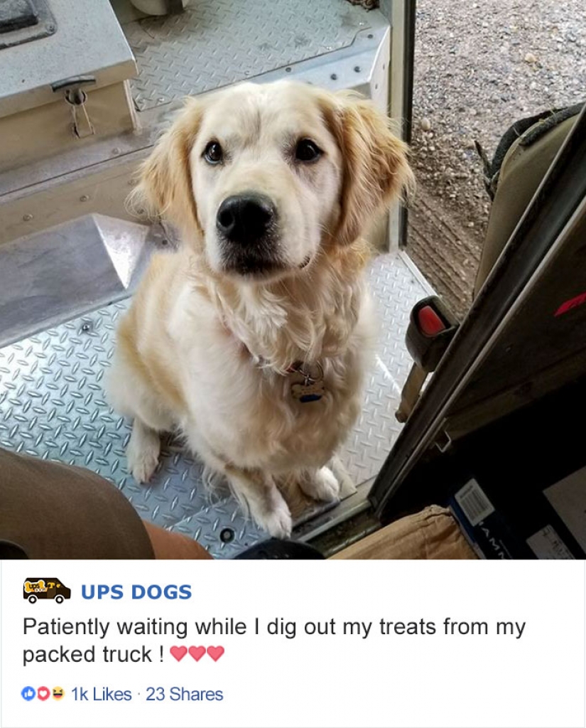 Best Pen pal: how dogs meet american postmen