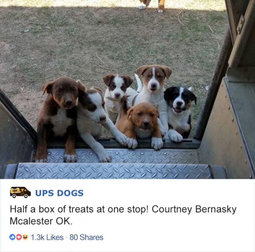 Best Pen pal: how dogs meet american postmen