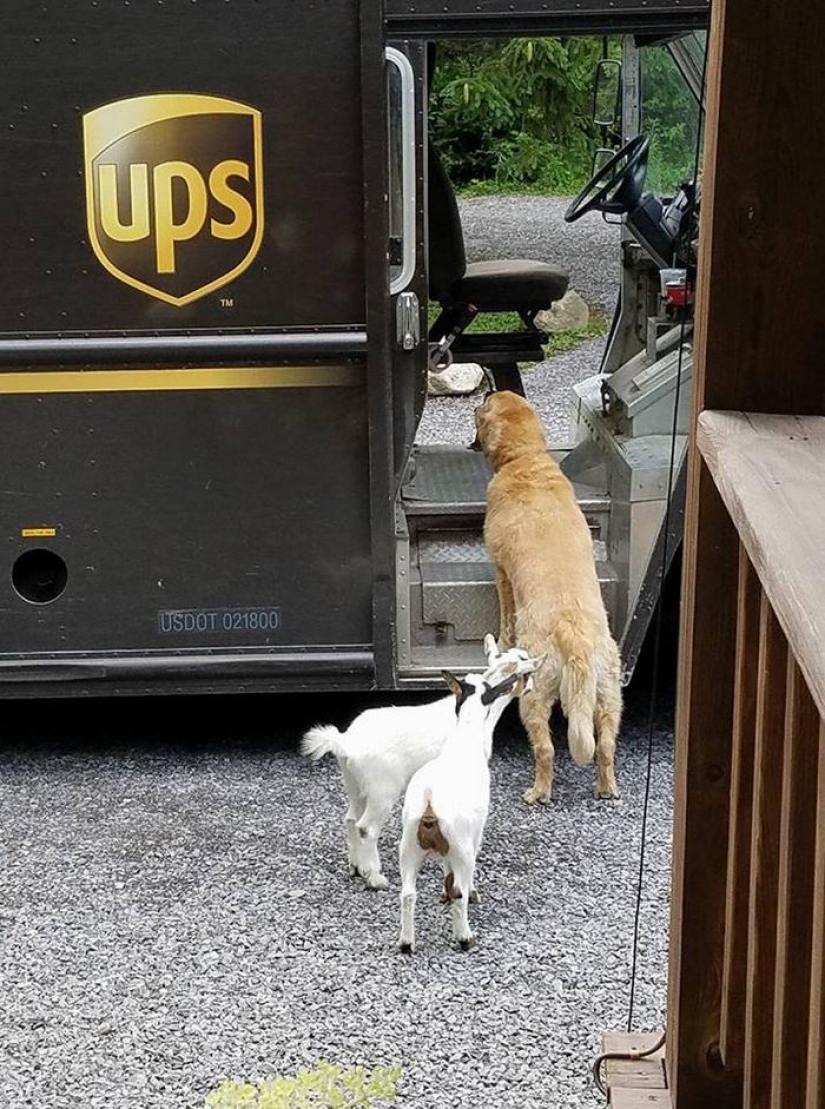 Best Pen pal: how dogs meet american postmen