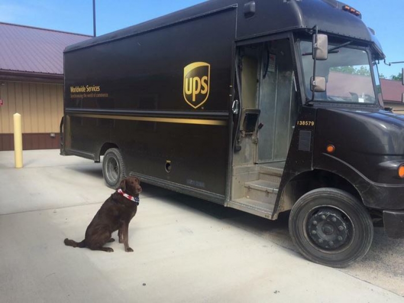 Best Pen pal: how dogs meet american postmen