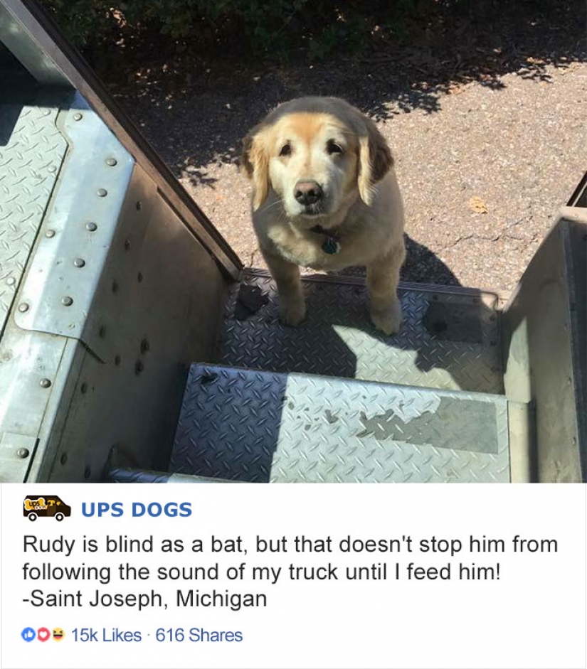 Best Pen pal: how dogs meet american postmen