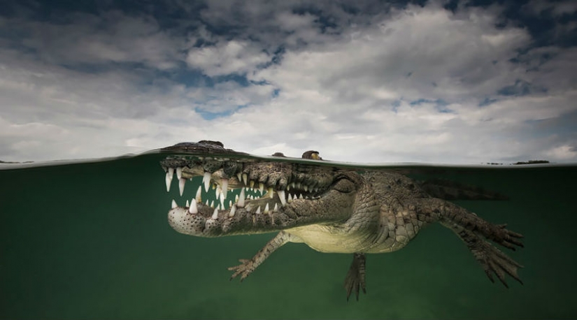 Between two worlds: on these polupodvizhnym photo shows what awaits you behind the curtain of the water