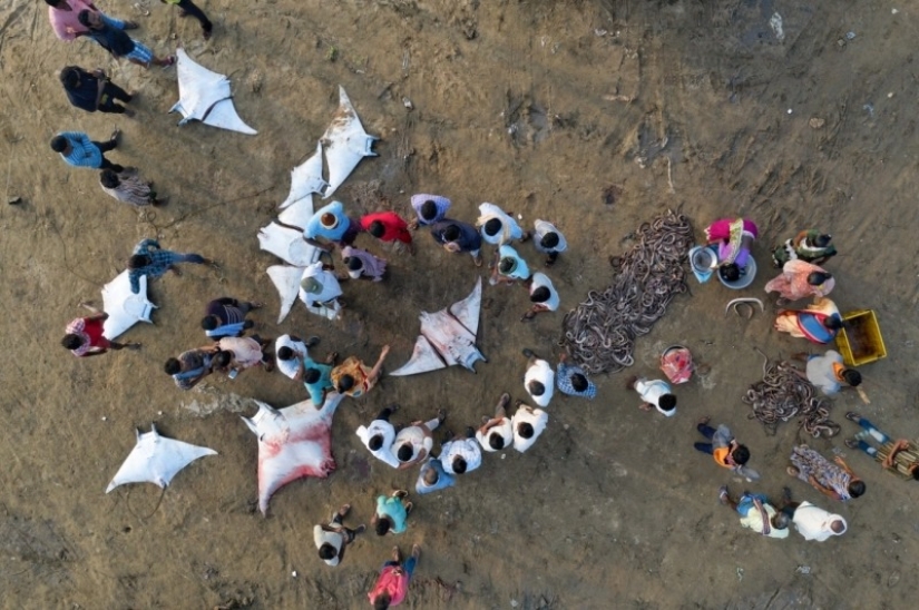 Big se ve desde la distancia: ganadores de los Drone Photo Awards 2020