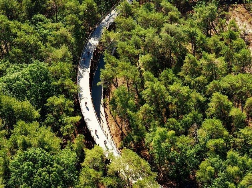 Bike path in Belgium allows you to ride through the forest at a height of 10 meters above the ground