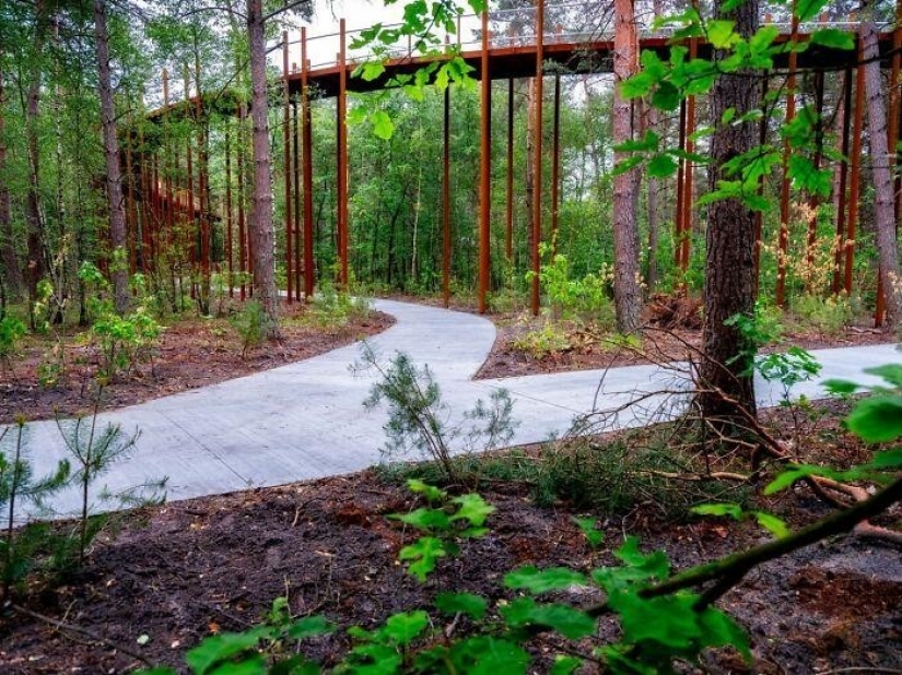 Bike path in Belgium allows you to ride through the forest at a height of 10 meters above the ground
