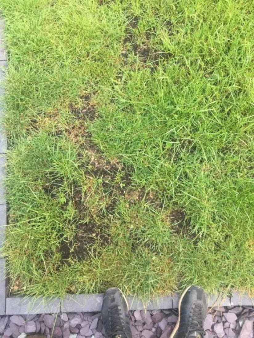 Black revenge: he lured on the lawn of a neighbor 300 crows for Pets