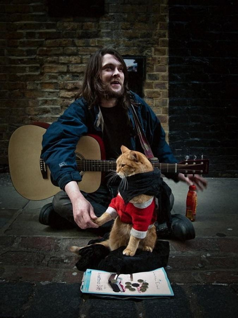 Bob gato de jengibre Bob gato de jengibre