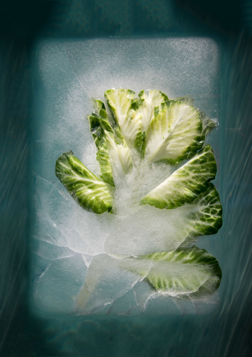 Bodegones de flores congeladas