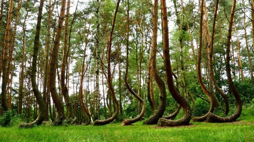 Bosque de otro planeta!