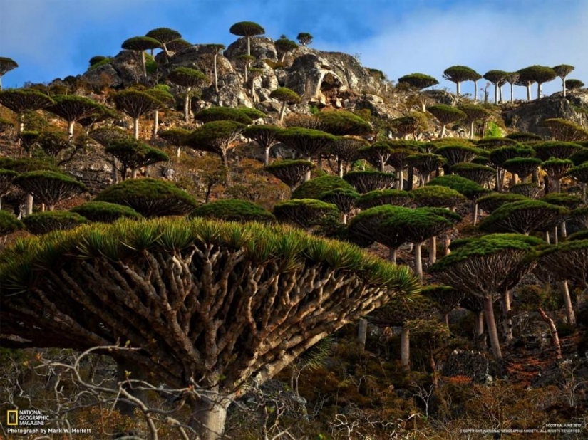 Bosque de otro planeta!