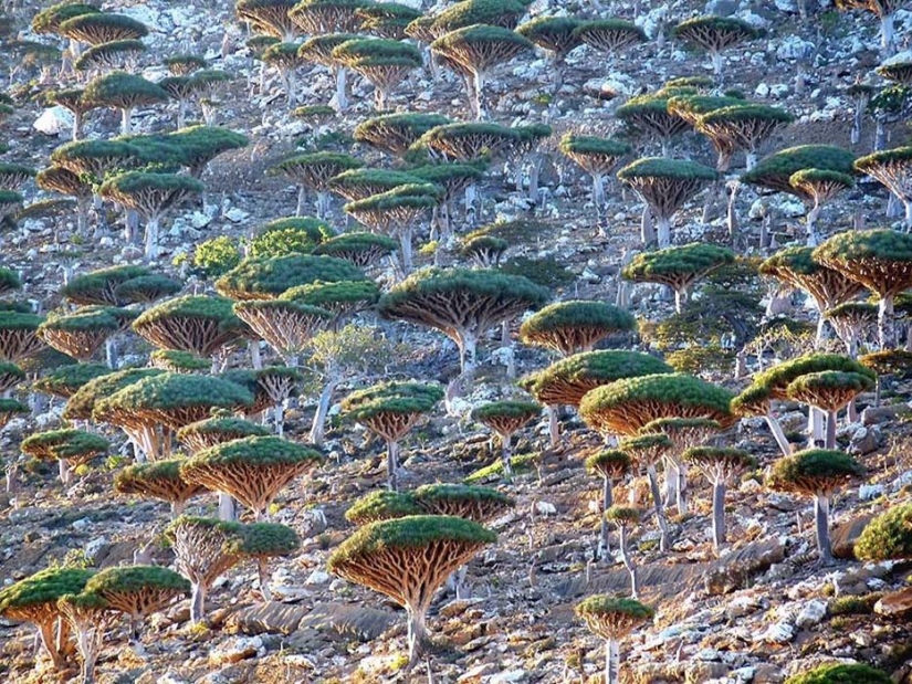 Bosque de otro planeta!