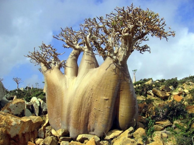 Bosque de otro planeta!