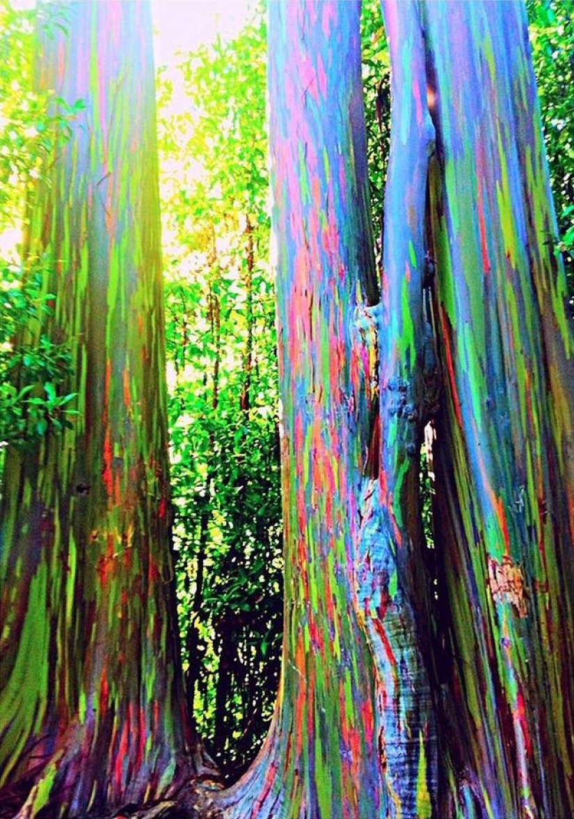 Bosque de otro planeta!