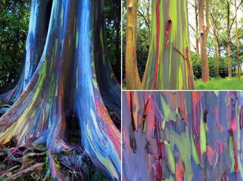 Bosque de otro planeta!