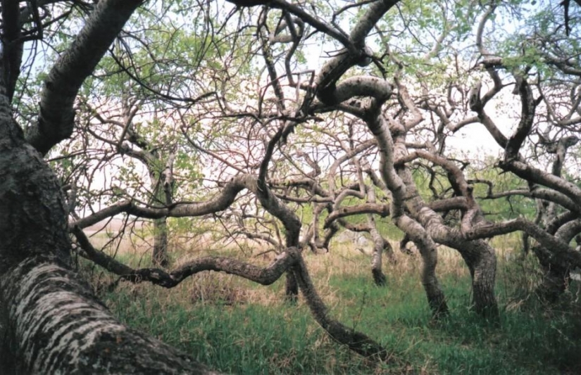 Bosque de otro planeta!