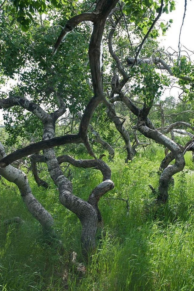 Bosque de otro planeta!