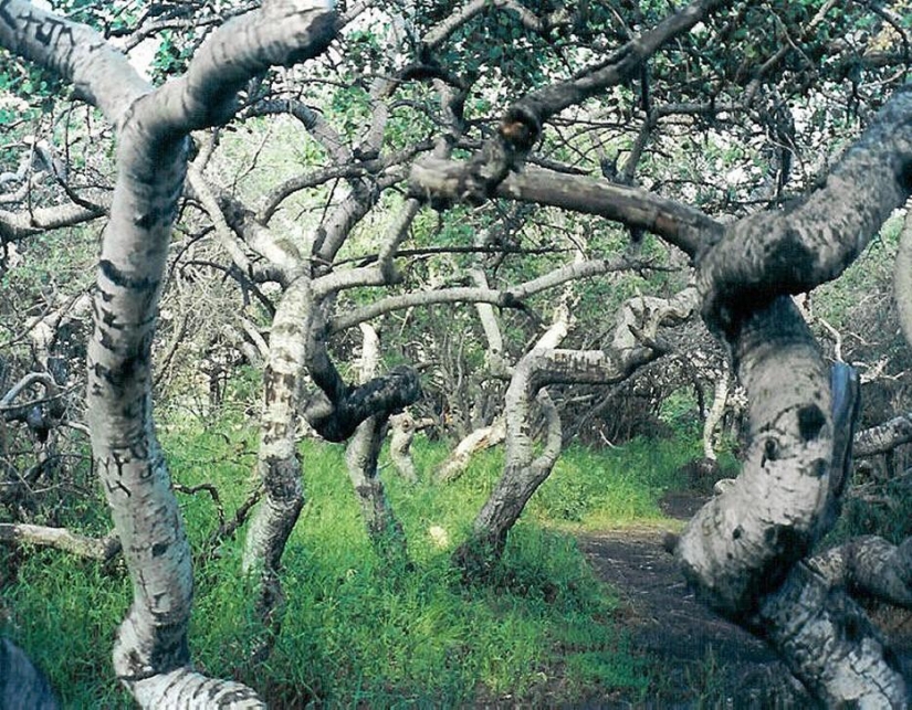 Bosque de otro planeta!