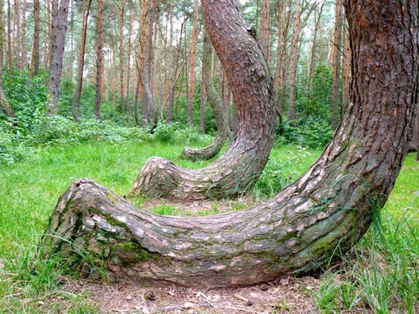 Bosque de otro planeta!