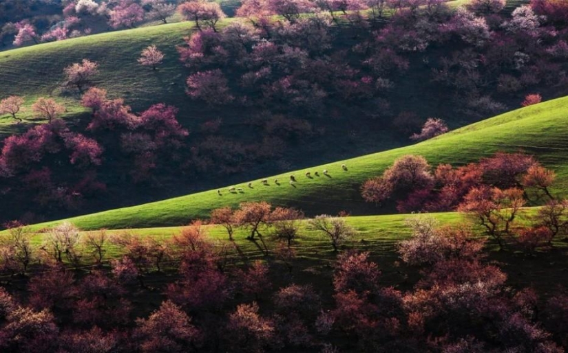 Bosque de otro planeta!