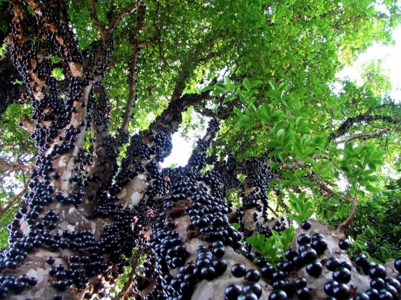 Bosque de otro planeta!