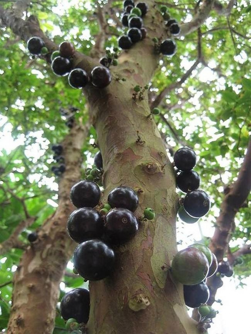 Bosque de otro planeta!