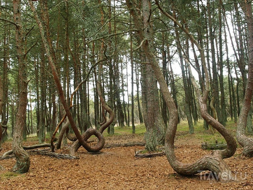 Bosque de otro planeta!