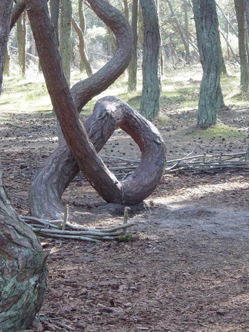 Bosque de otro planeta!