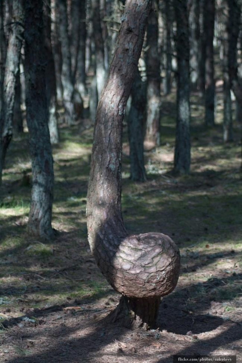 Bosque de otro planeta!