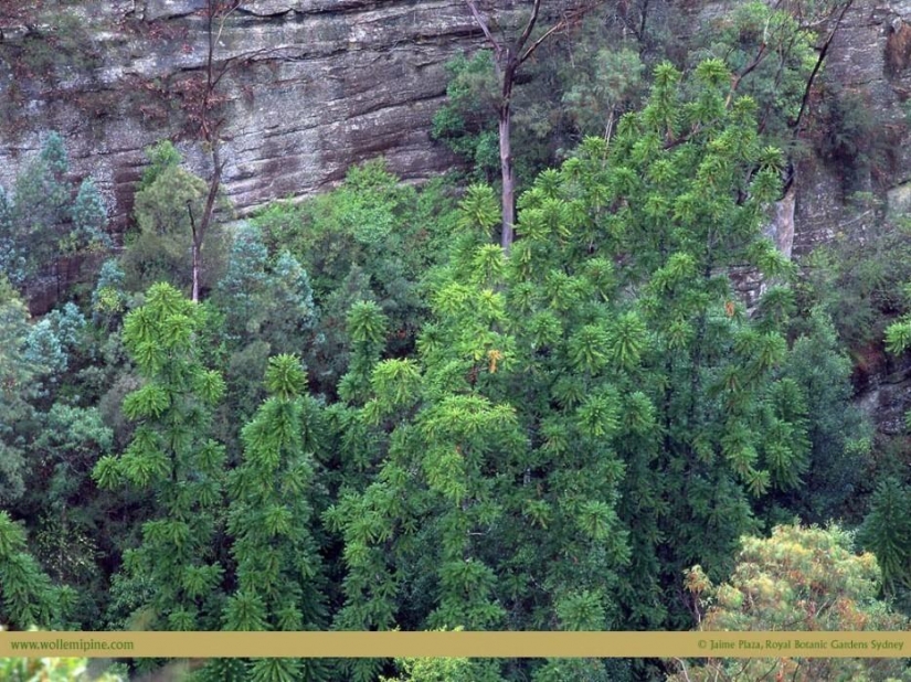 Bosque de otro planeta!