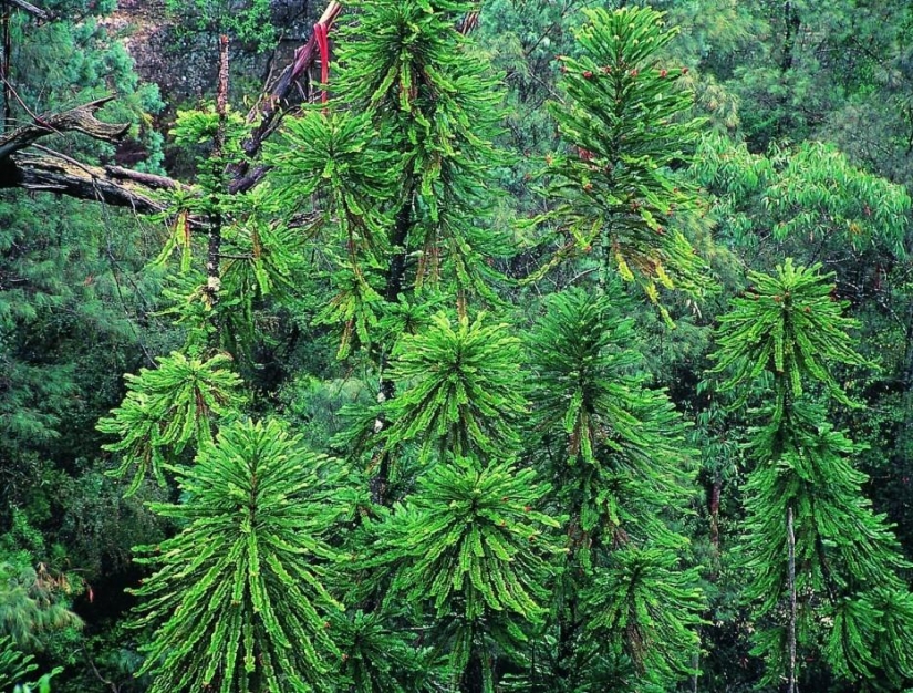 Bosque de otro planeta!